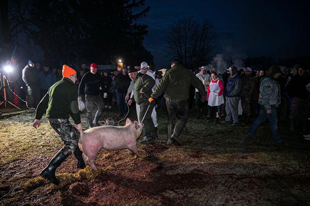 Magyarország legnagyobb disznóvágásán, Győrváron 2-HPGy