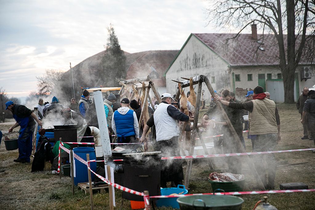 Magyarország legnagyobb disznóvágásán, Győrváron 16-HPGy