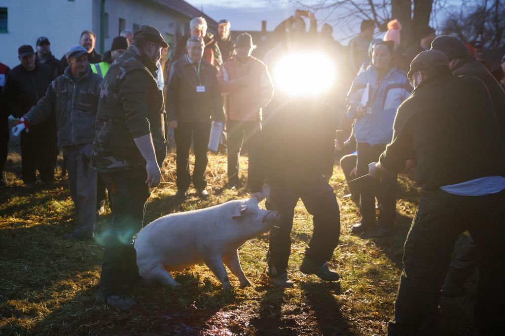 20240210 -- Győrvári Böllérfesztivál // fotó:Hatlaczki Balázs