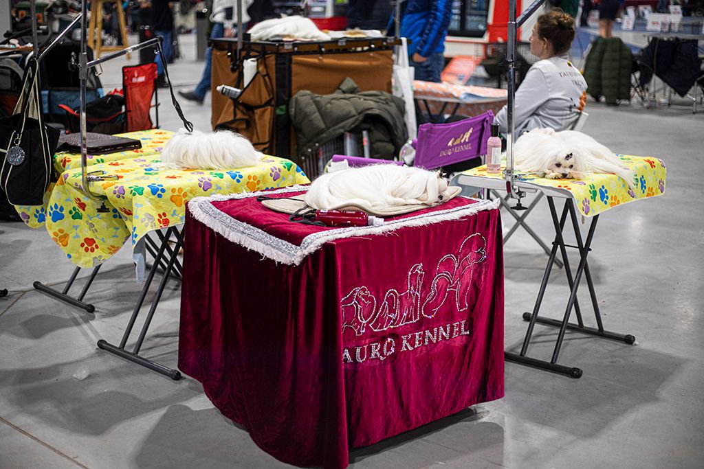FCI Európa Kutyakiállítást Budapesten 21-HPGy