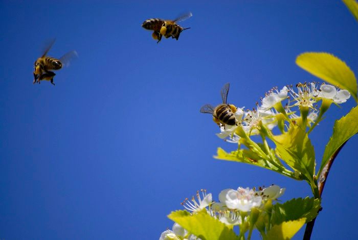 Several Honey Bees Flying Around Flowers