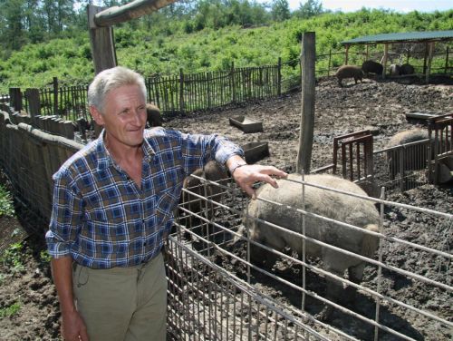 Hidasi János telepvezető és a mangalicák. A miskolci kezdeményezés mintaprojekt lehetett volna. Fotó: minap.hu