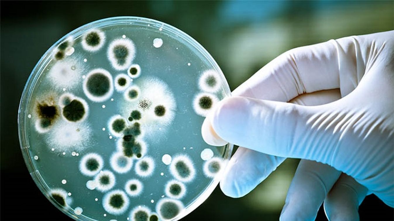 Antibiotikum miatt szaporodnak a szuperbaktériumok