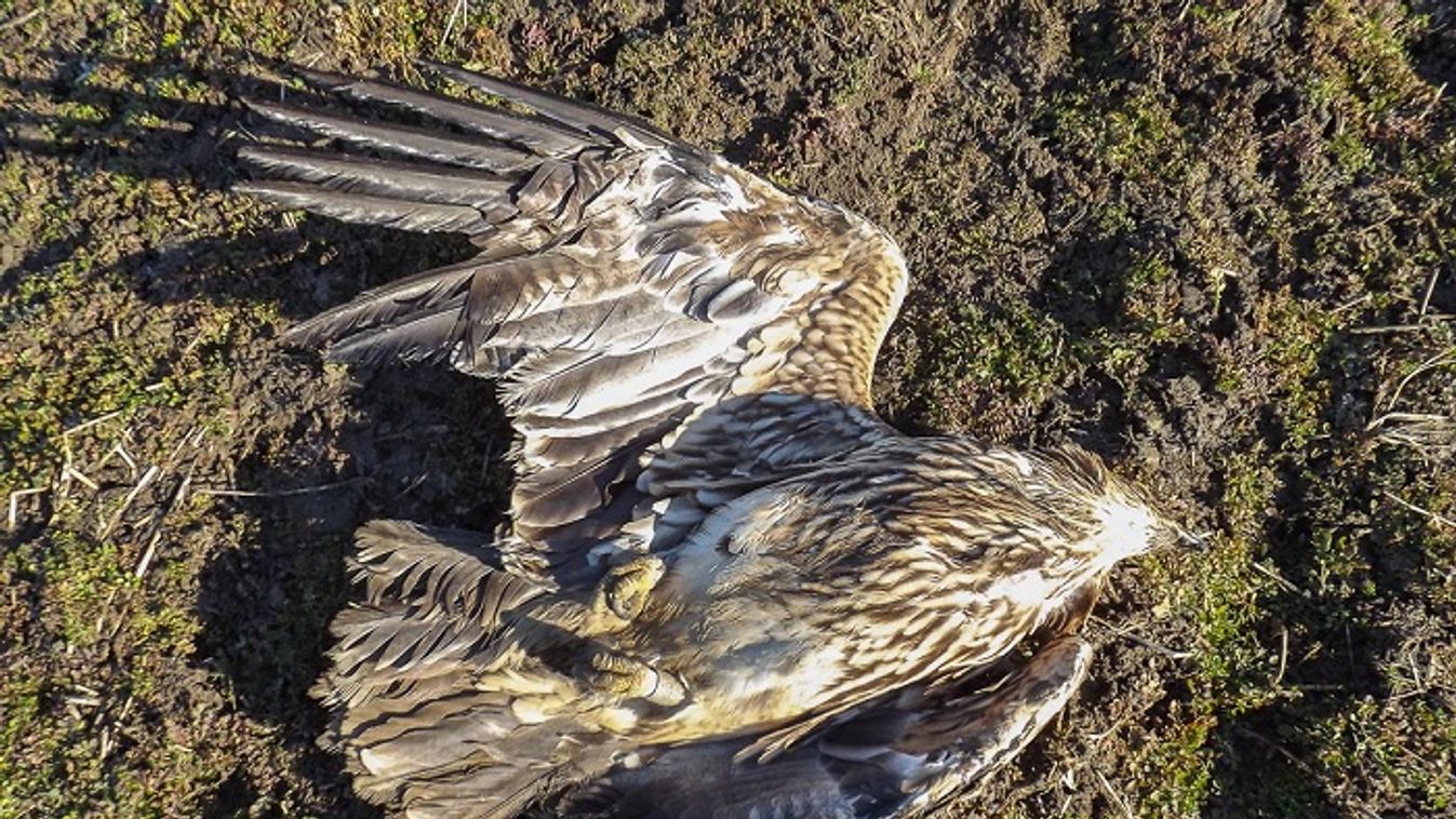 Idegméreggel pusztították a védett parlagi sasokat