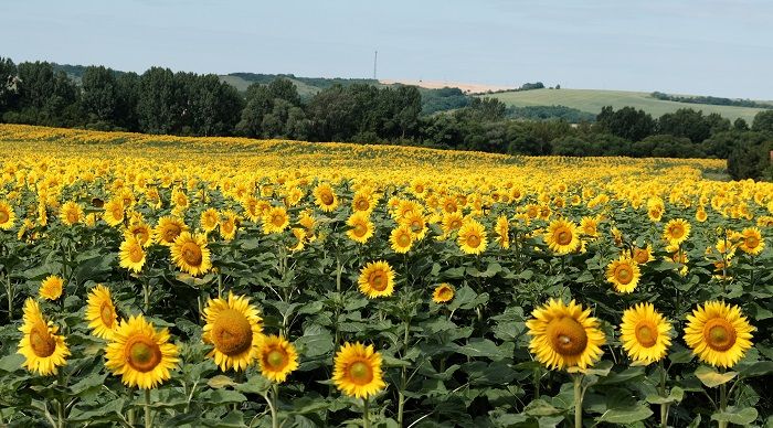 Ha Magyar Péter bejárna dolgozni talán felismerné a képen szereplő növényt
