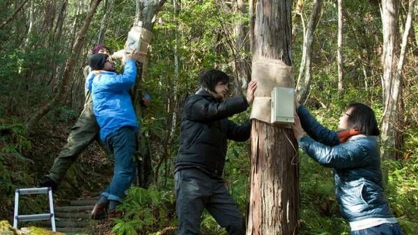 Forest Symphony 2