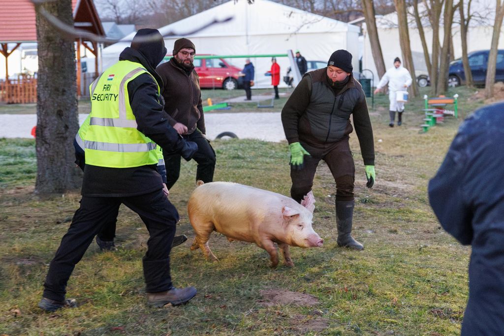 20250215 -- Győrvár, böllérfesztivál // fotó: Hatlaczki Balázs