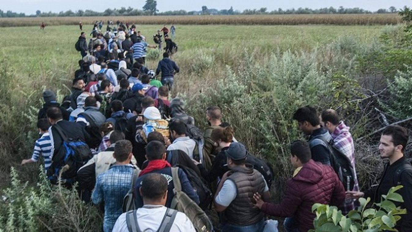 Megint megjelentek a migránsok a szerb-magyar határnál