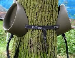 A P-Tree...