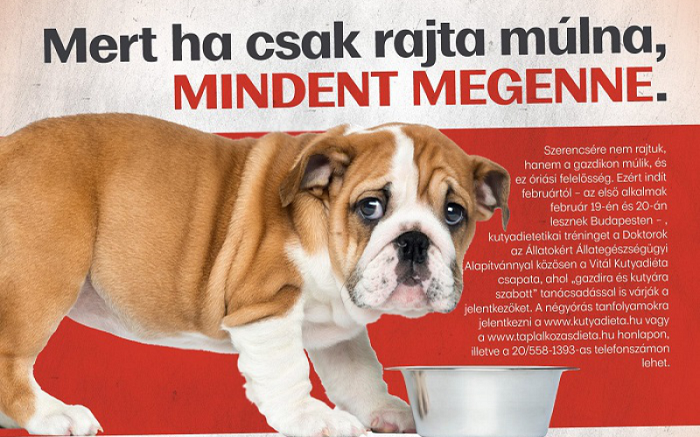 kutyakaja_szocik_lopott alfahir