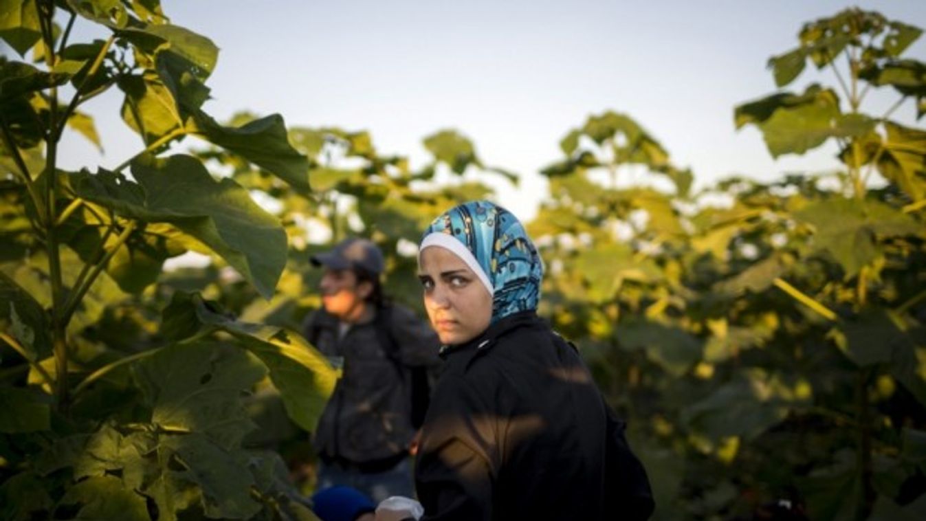 Fosztogatnak a migránsok, tehetetlenek a magyar gazdák Horgoson