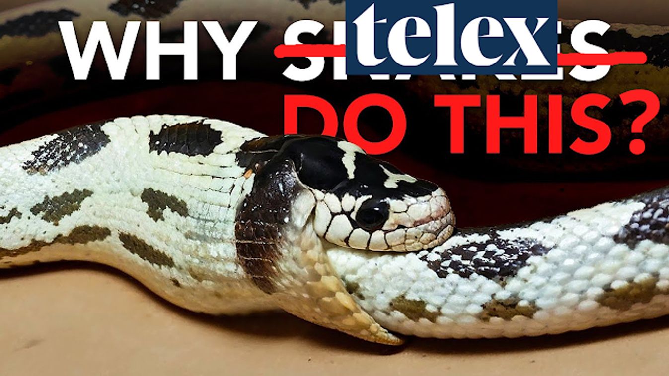 Telex és az öngól esete – Magyar B. Tamás írása a liberális média pofátlanságáról