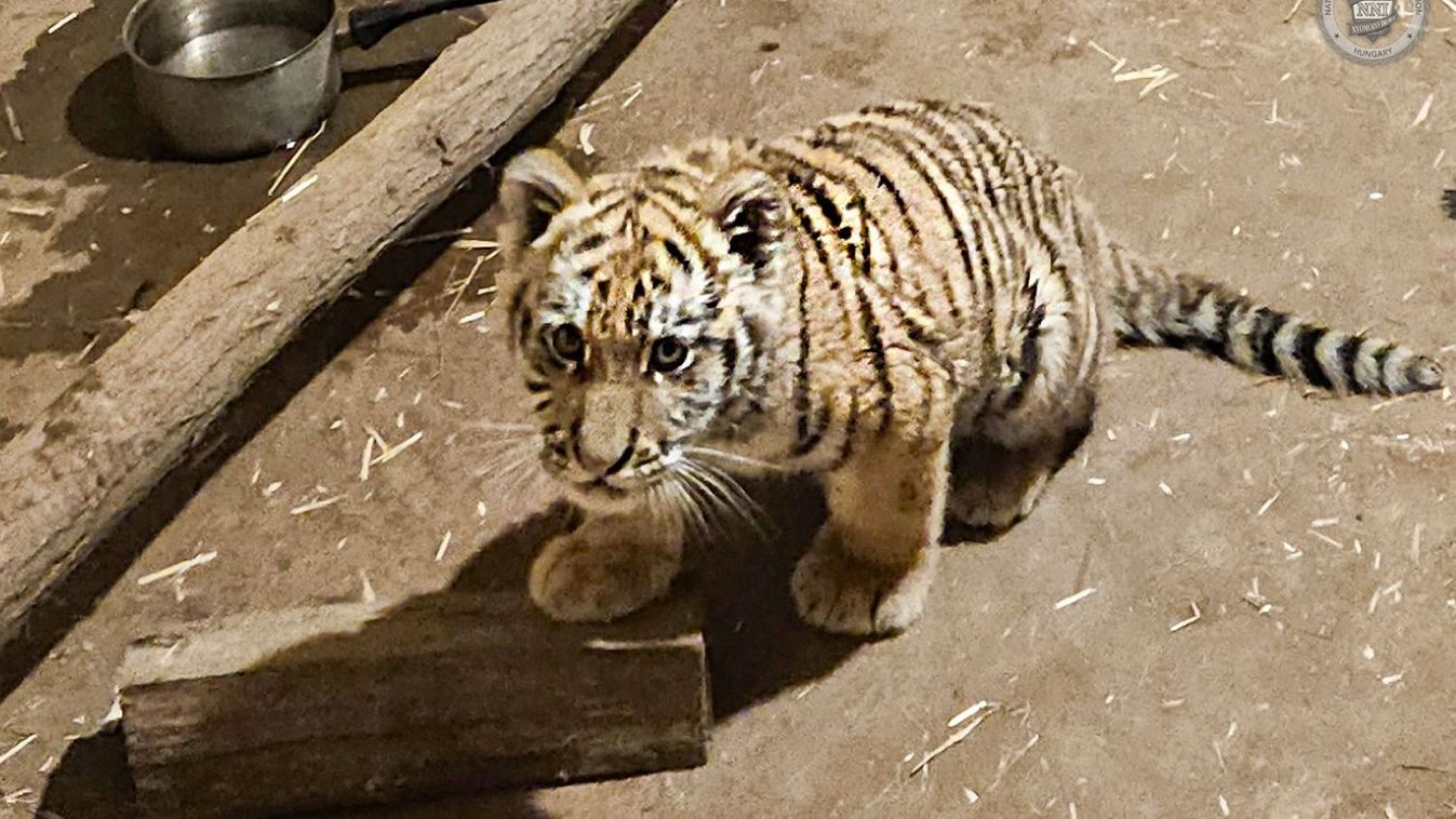 Nagyobbacska cicus – avagy hogyan lett a drograzziából az év legcukibb bűnügyi sztorija