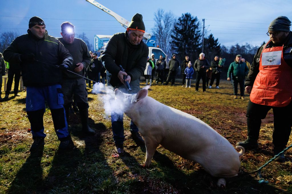 20260214 -- Győrvári Böllérfesztivál // fotó: Hatlaczki Balázs