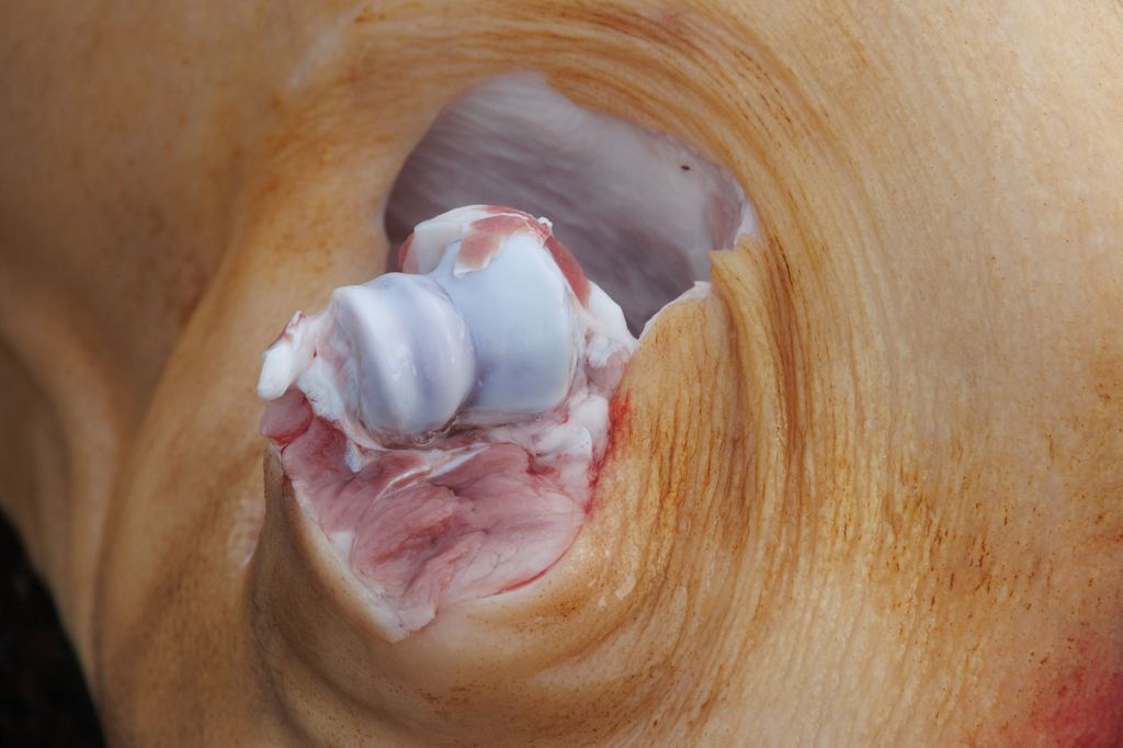 20260214 -- Győrvári Böllérfesztivál // fotó: Hatlaczki Balázs