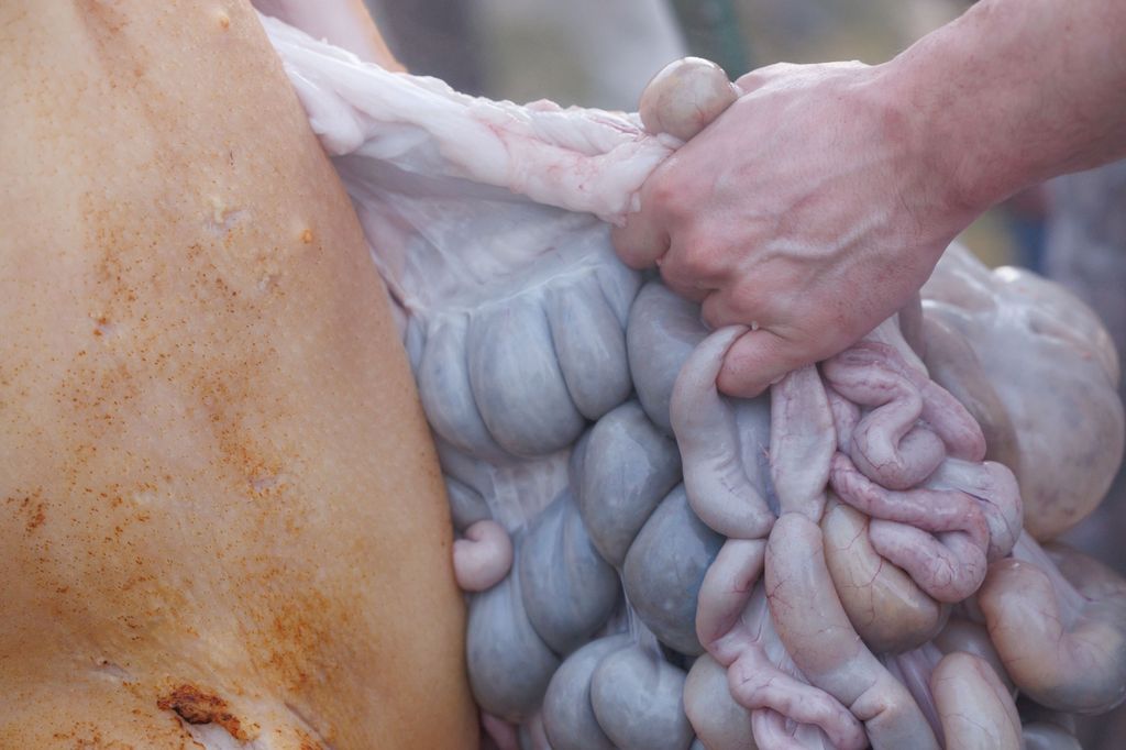 20260214 -- Győrvári Böllérfesztivál // fotó: Hatlaczki Balázs