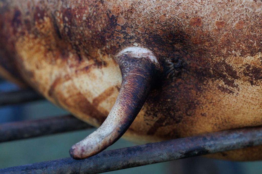 20260214 -- Győrvári Böllérfesztivál // fotó: Hatlaczki Balázs