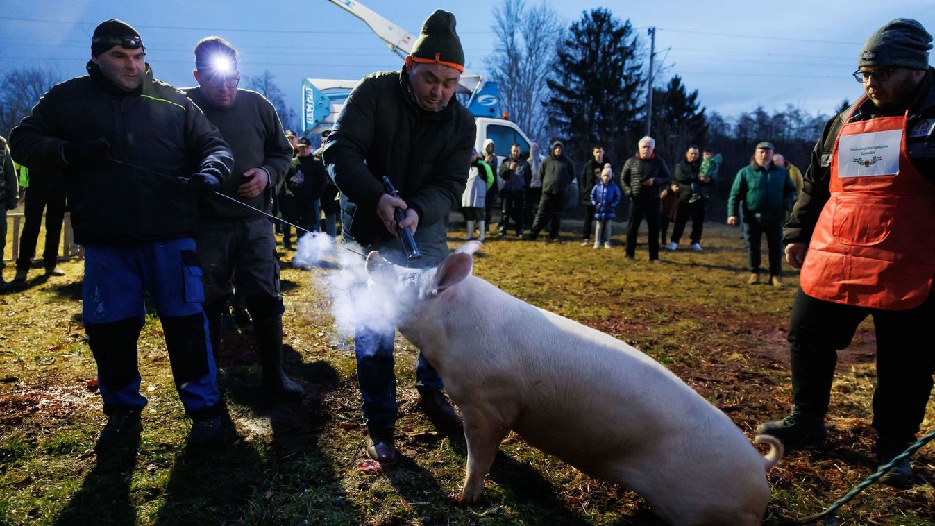 Vér, veríték és örömkönnyek – Emlékek a böllérfesztiválról.