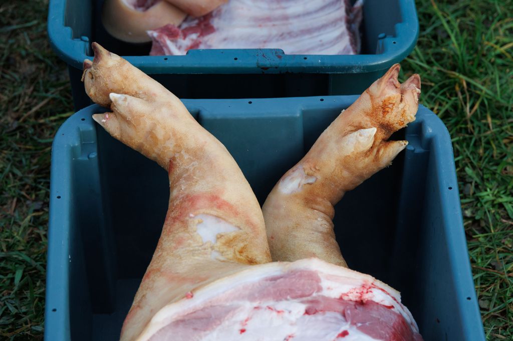 20260214 -- Győrvári Böllérfesztivál // fotó: Hatlaczki Balázs