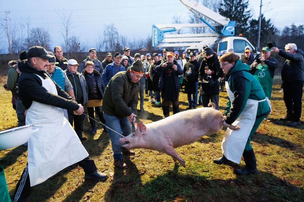 20260214 -- Győrvári Böllérfesztivál // fotó: Hatlaczki Balázs