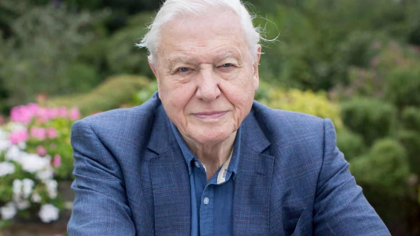 Sir David Attenborough, a brit televíziózás doyenje 100 éves